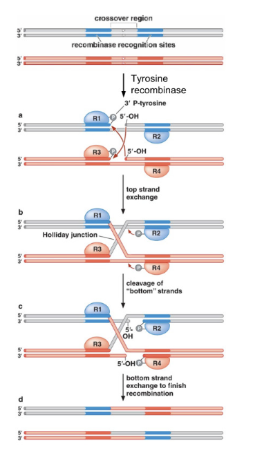 <p>It cleaves DNA using a tyrosine residue to form covalent protein-DNA intermediates and facilitates strand exchange.</p><p></p>