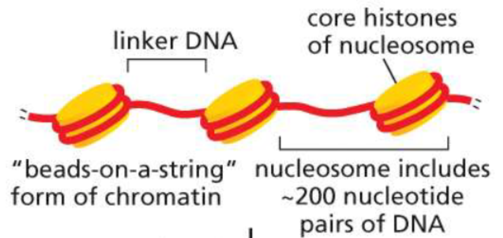 <ul><li><p>made of DNA wrapped around histones</p></li><li><p>~6 packed histones make 1 nucleosome</p></li></ul>
