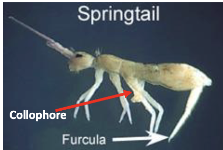 <p>springtails</p><ul><li><p>3 tagmata</p></li><li><p>3 pairs of legs</p></li><li><p>furcula, tenaculum, collophore</p></li><li><p>encapsulated mouthparts</p></li></ul><p></p>