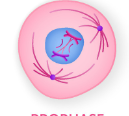 <p>the first stage of cell division, where chromosomes become visible as paired chromatids and the nuclear envelope dissappears</p>