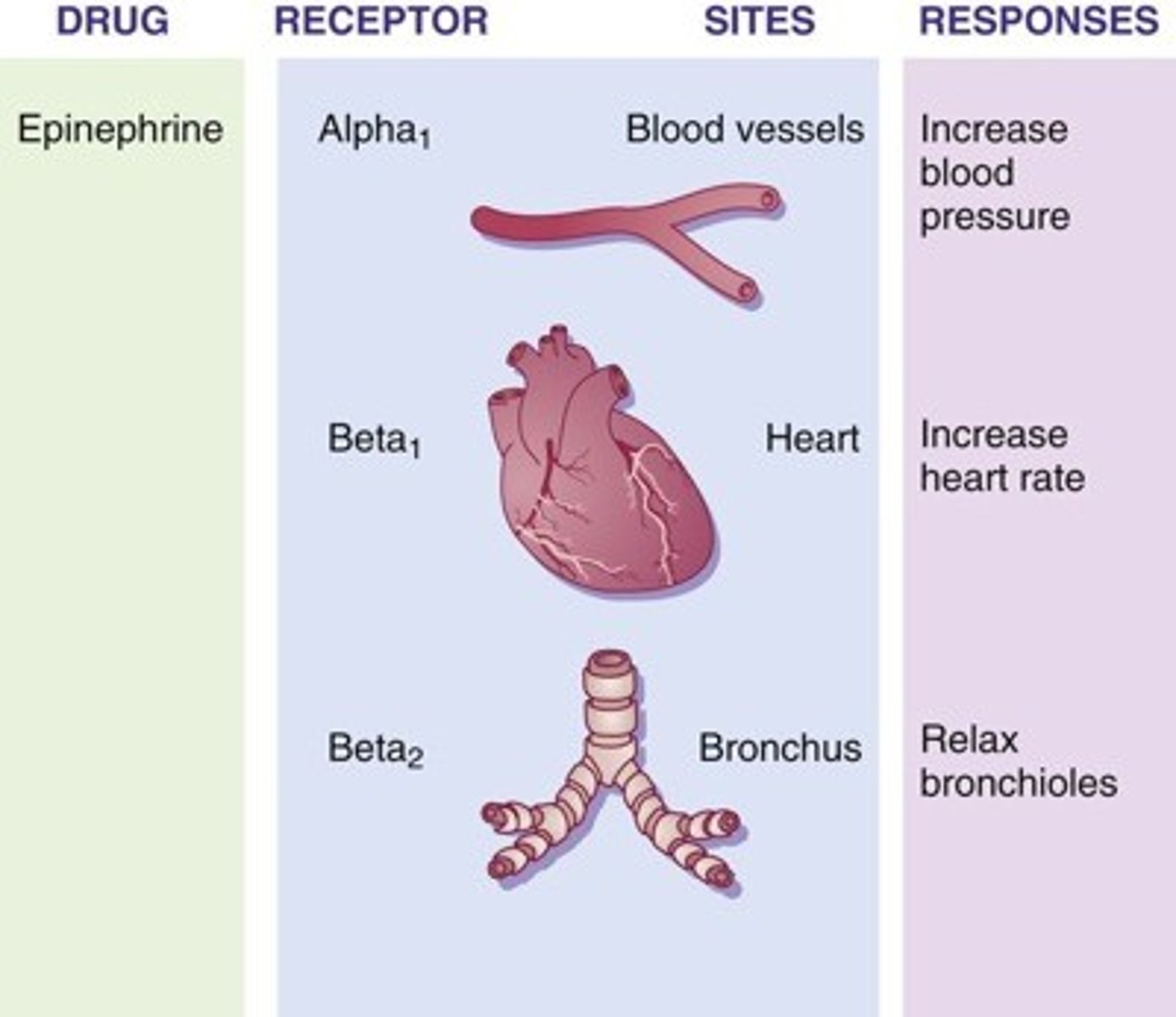 <p>not selective to just one type of receptor, it can act on different receptors throughout the body.</p>