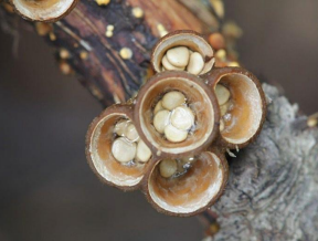 <p>Bird’s Nest additional info</p>