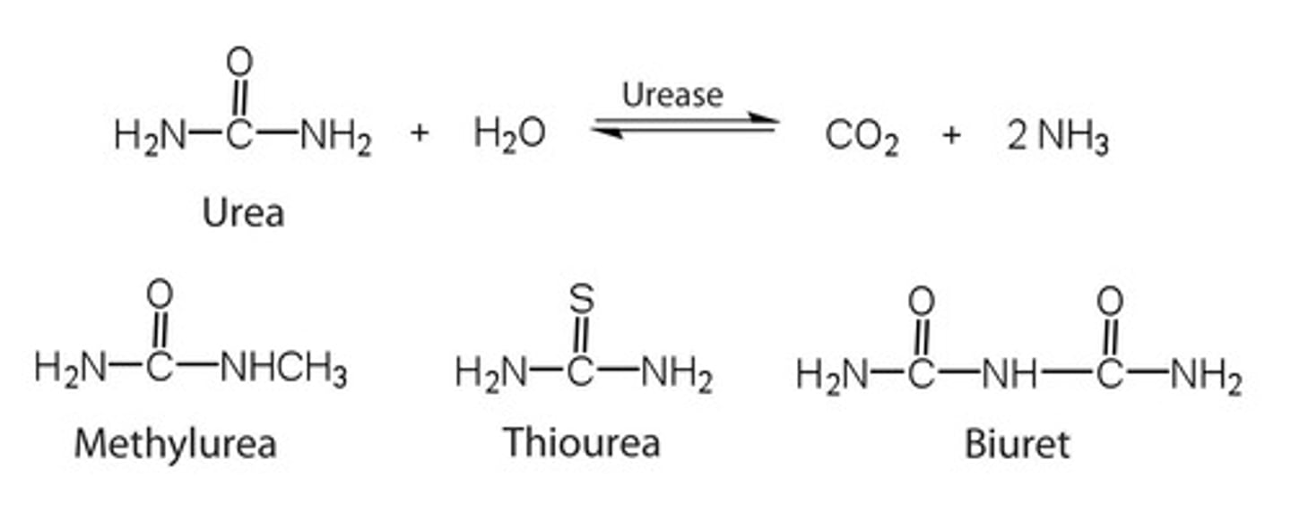 <p>Sucrose.</p>
