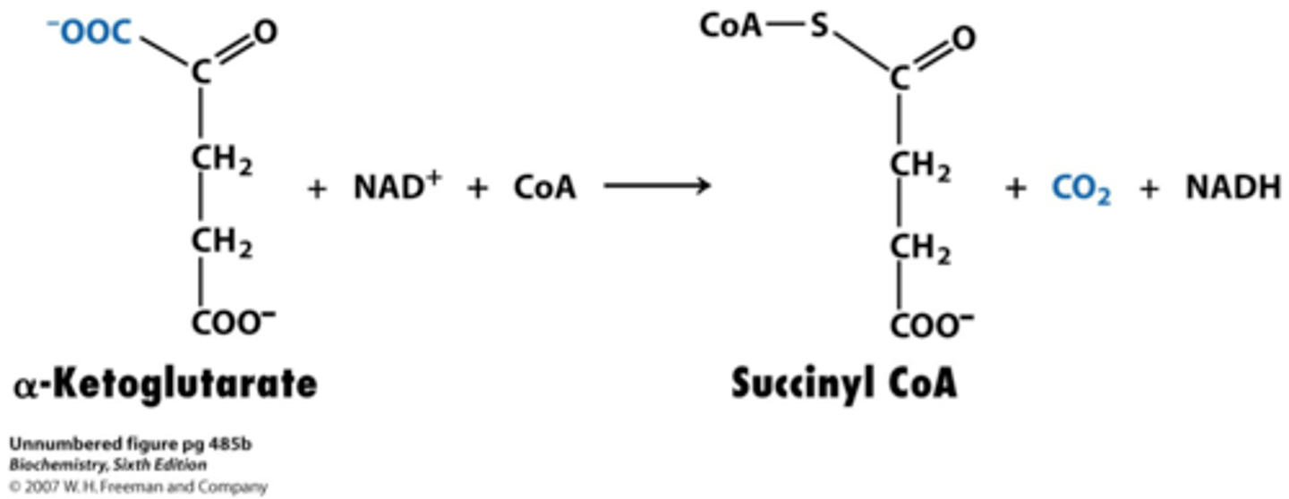 <p>a-ketoglutarate to succinyl coA</p><p>allosteric</p><p>-NADH inhibits</p><p>-Ca promotes in skeletal muscle</p>