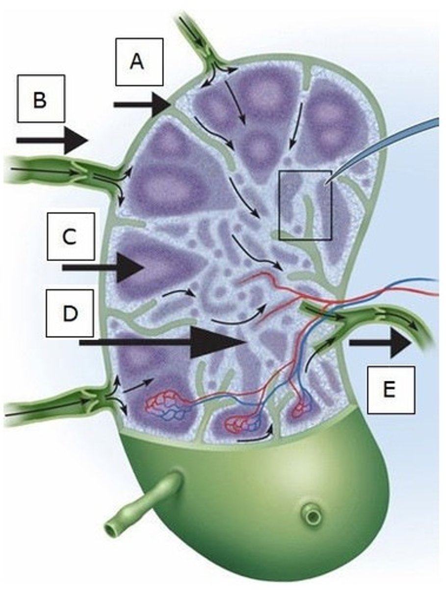 <p>Where do B cells differentiate into plasma cells?</p><p>A) A</p><p>B) B</p><p>C) C</p><p>D) D</p><p>E) E</p>
