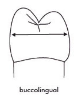 <p><strong><span style="font-family: Times New Roman, serif">Buccal to lingual measurements. Taking CDJ measurements would be more difficult; to get around measurement distortions created by the crown</span></strong></p>