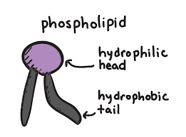 hydrophilic;hydrophobic