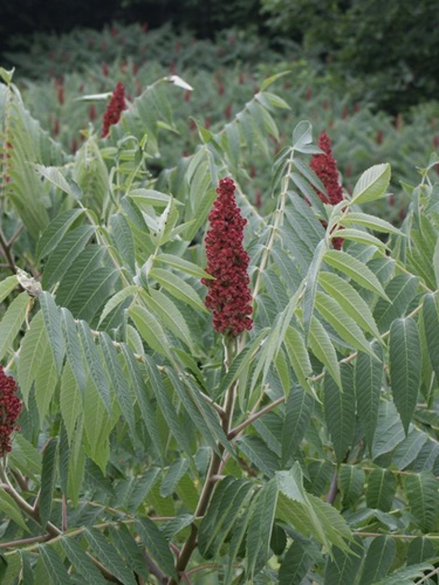 <p>Anacardiaceae Rhus typhina</p>