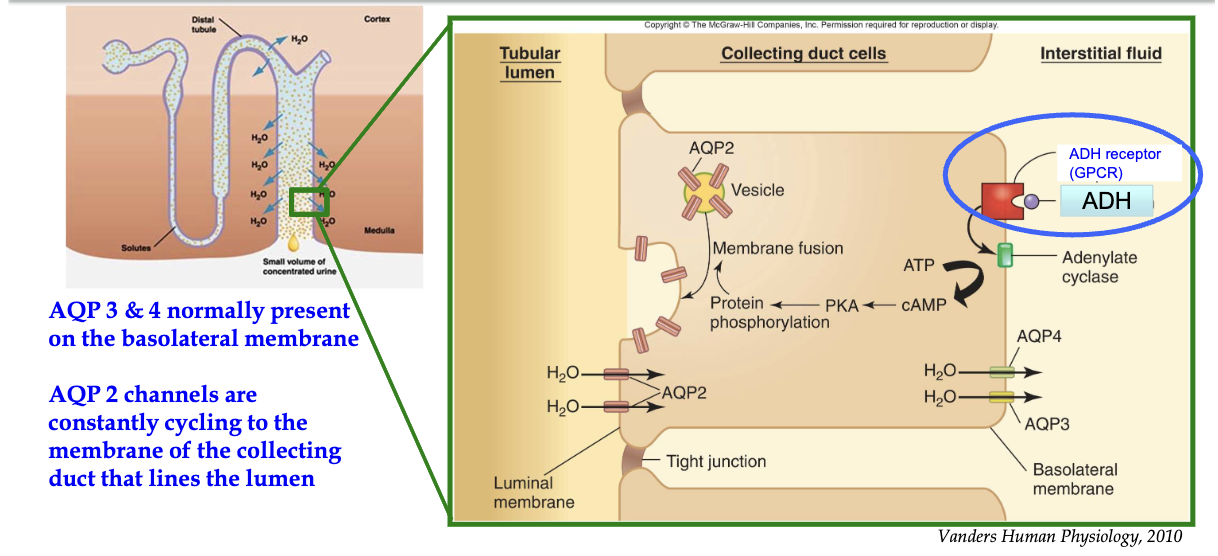 <ul><li><p><strong>Trigger</strong>: Dehydration → low BP &amp; high plasma osmolarity</p></li><li><p><strong>ADH release</strong>: From posterior pituitary → enters circulation</p></li><li><p><strong>Target</strong>: Principal cells in <strong>collecting duct</strong> (only cells w/ ADH receptors)</p></li><li><p><strong>ADH binds</strong>: To <strong>GPCR on basolateral membrane</strong></p></li><li><p><strong>Signal cascade</strong>:</p><ul><li><p>Activates <strong>adenylate cyclase</strong> → ↑ <strong>cAMP</strong></p></li><li><p>Activates <strong>PKA</strong></p></li><li><p>Leads to <strong>phosphorylation</strong> of proteins</p></li></ul></li><li><p><strong>Effect</strong>:</p><ul><li><p><strong>AQP2-containing vesicles</strong> fuse to <strong>luminal membrane</strong></p></li><li><p>Water enters via <strong>AQP2</strong>, exits to interstitium via <strong>AQP3/4</strong> (always present)</p></li></ul></li><li><p><strong>Regulation</strong>:</p><ul><li><p><strong>AQP2</strong> insertion is <strong>ADH-dependent</strong> → prevents constant water reabsorption</p></li></ul></li><li><p><strong>Outcome</strong>:</p><ul><li><p>Water reabsorbed into blood</p></li><li><p>↑ Blood pressure, ↓ plasma osmolarity</p></li><li><p><strong>Negative feedback</strong> loop controls water homeostasis</p></li></ul></li></ul><p></p>