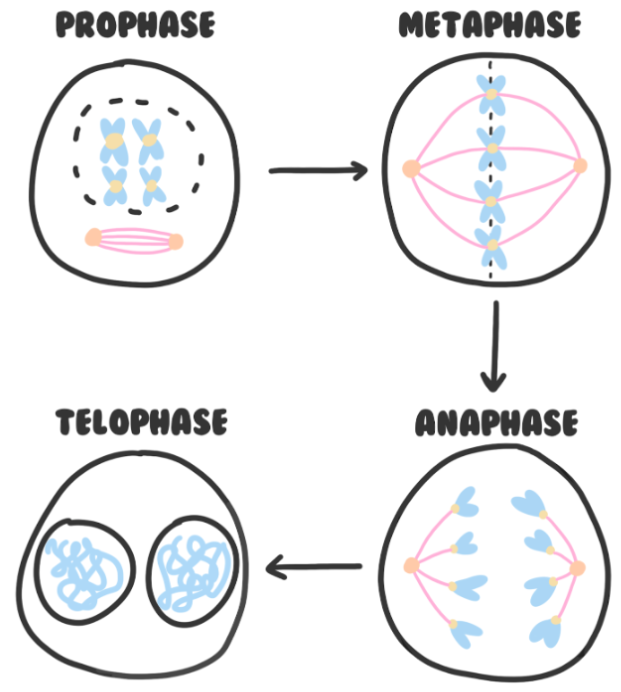 <p>PMAT: Prophase (chromosomes supercoil condense preventing transcription, centrioles move to opposite sides of cell and spindle fibres start forming, nuclear envelope breaks down) </p><p>Metaphase (sister chromatids align on the equator, microtubules attach to centromeres) </p><p>Anaphase (centromeres split and sister chromatids are pulled to opposite poles of the cell as spindle fibres shorten) </p><p>Telophase (spindle fibres break down, nuclear envelopes and nucleoli reform, chromosomes uncoil)</p>
