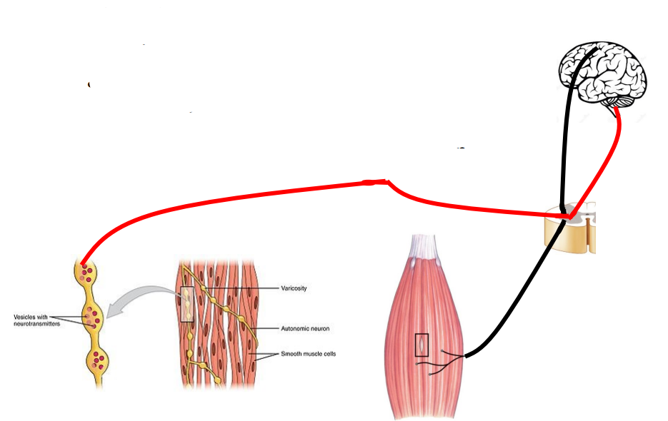 <p>spinal cord reflexes in urination and defecation:</p><p>- Internal sphincter: smooth muscle - Autonomic Control</p><p>- External sphincter: skeletal muscle - Somatic Motorneuron Control</p>