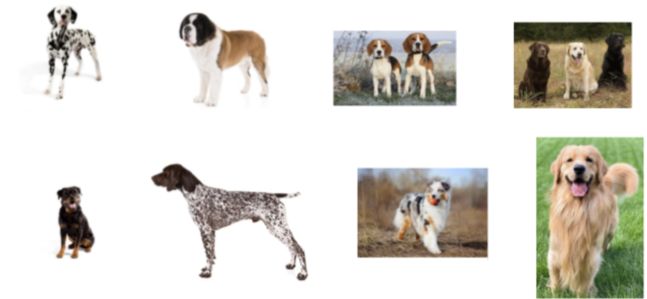 <p>All of these dogs have what in common?</p>