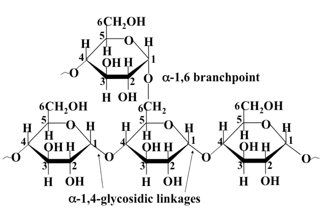 Polymer formed by polymerisation of α-D-glucose via primarily 1-4, but also 1-6 glycosidic bonds (at branching points) at approx every 10 monomers. Responsible for energy storage in animals. 