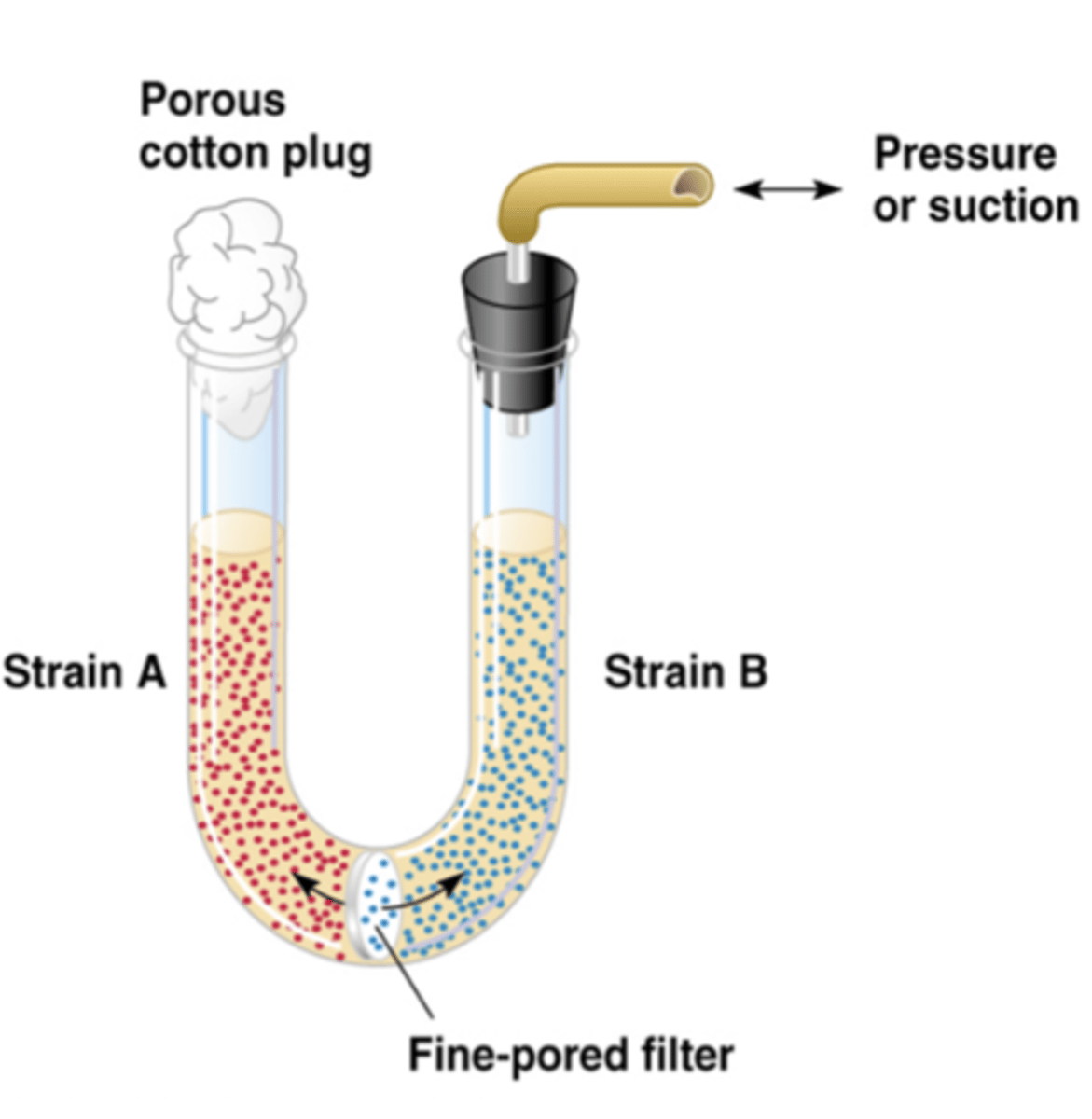 <p>-2 different strains on opposite sides separated with pores too small for the bacteria to pass through and no prototrophic recombinants were formed</p><p>-showed that physical contact was needed for conjugation</p>