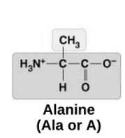 <p>Alanine&nbsp;</p>