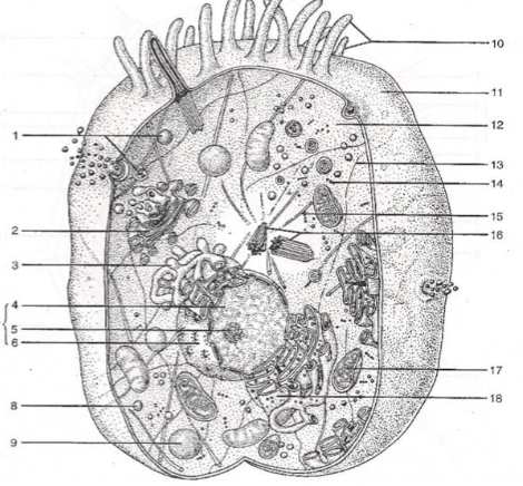 <p>Which organelle is shown at number 3?</p>