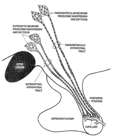 <p>Mainly secretion of oxytocin (OT) and arginin-vasopressin (AVP) from neurons of the paraventricular nucleus (PVN) and supraoptic nucleus (SON).</p>