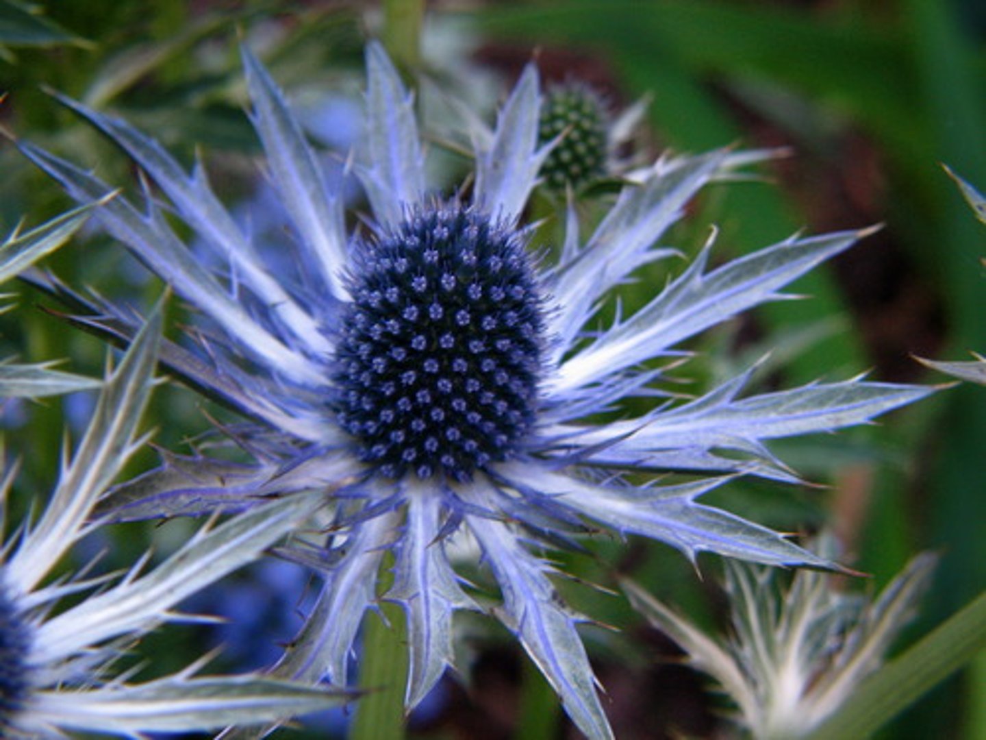 <p>Blue Thistle; Mass</p>