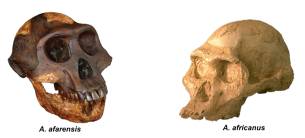 <p>As many as four species of genus Australopithecus existed, ranging from southern Africa, through East Africa, to Chad in the north.</p>