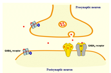 <ul><li><p class=""><strong>Ionotropic GABA receptors</strong>:</p><ul><li><p class="">Ligand-gated ion channels</p></li><li><p class="">GABA binding opens channel → ion influx (e.g. Cl⁻)</p></li></ul></li><li><p class=""><strong>Metabotropic GABA receptors</strong>:</p><ul><li><p class="">G-protein coupled receptors</p></li><li><p class="">GABA binding → activates G-proteins & intracellular signalling (= longer-lasting inhibition of postsynaptic neurones</p></li></ul></li><li><p class="">Both types can be <strong>presynaptic</strong> or <strong>postsynaptic</strong></p></li></ul><p></p>