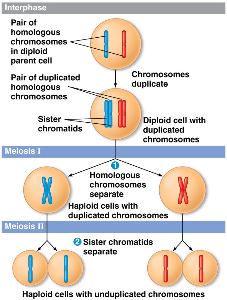 Type of cell division that results in gamete formation