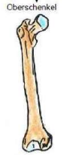 <p>zbsp.: Oberschenkel</p>