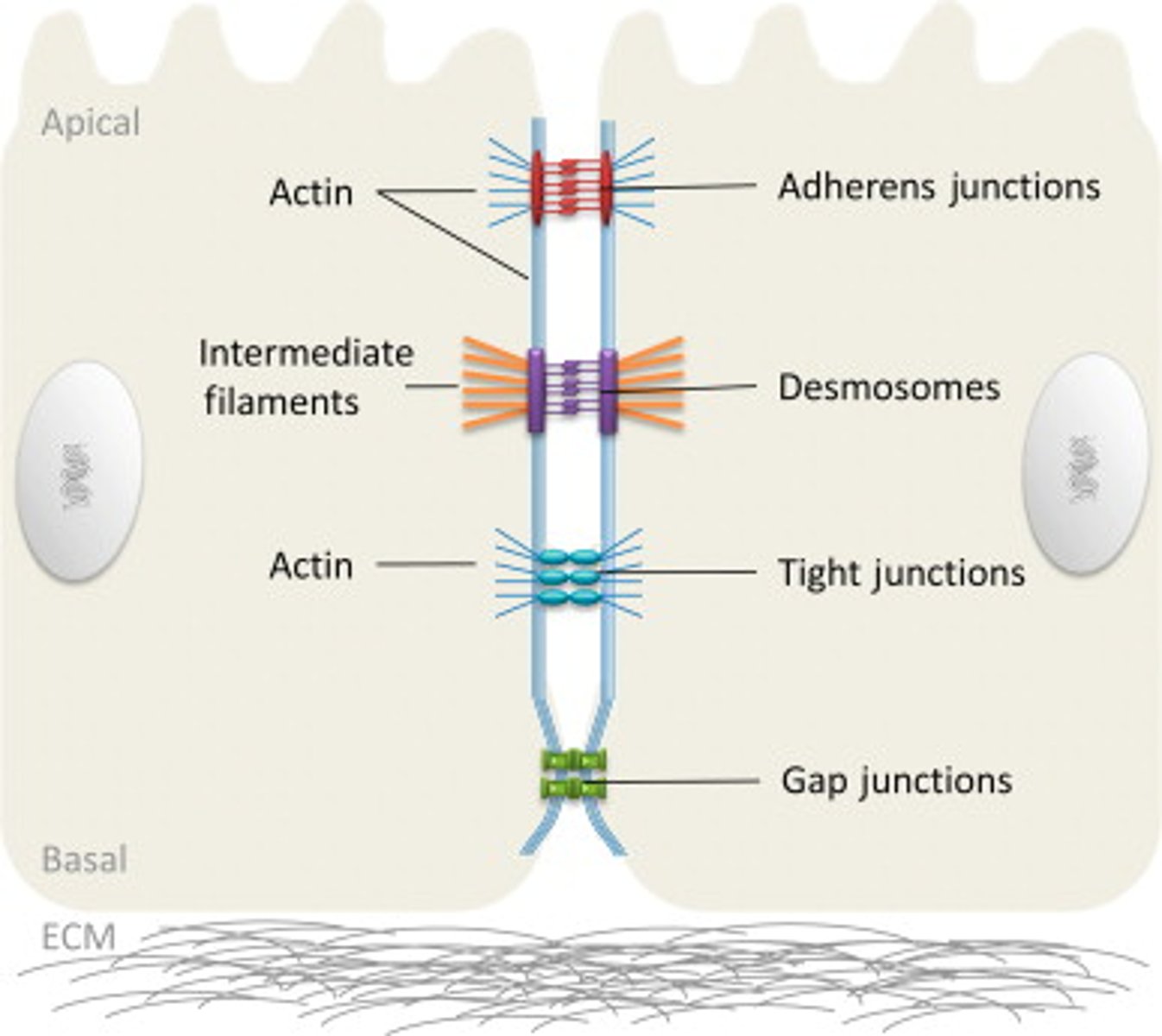 <p>Bile canaliculi are sealed off from the remaining intercellular space by occluding junctions located on each side of each canaliculus.</p>