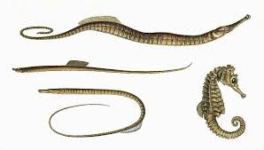 <p>Family Syngnathidae</p>