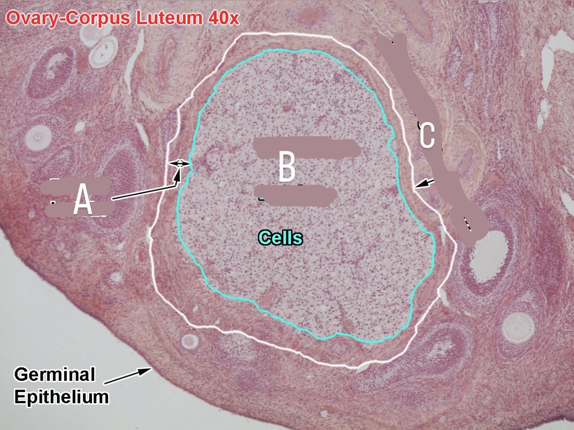 <p>folliclular lutein</p>