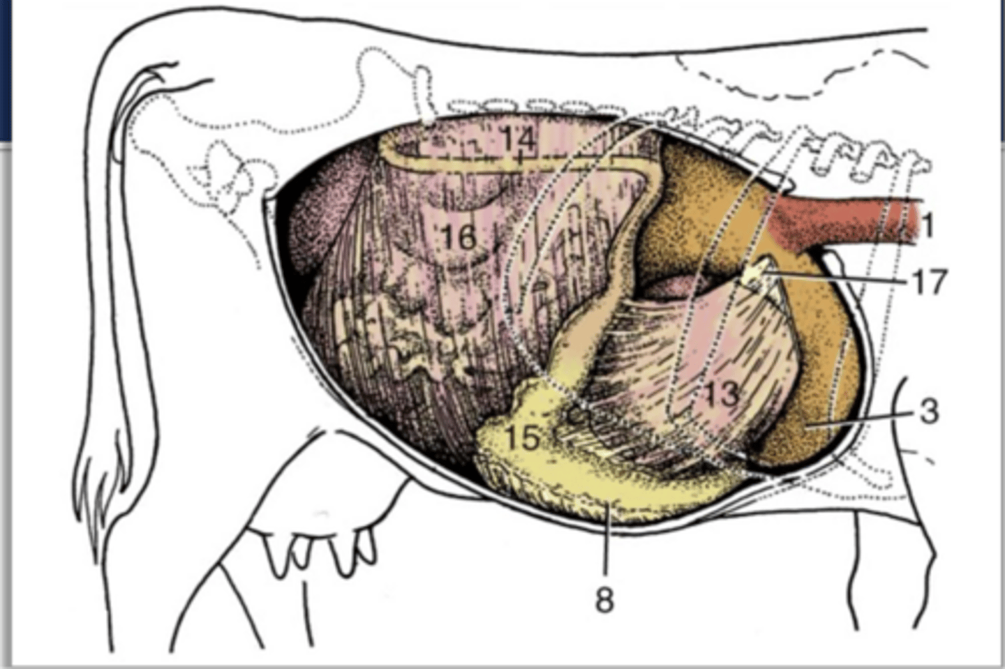 <p>where is the abomasum found</p>