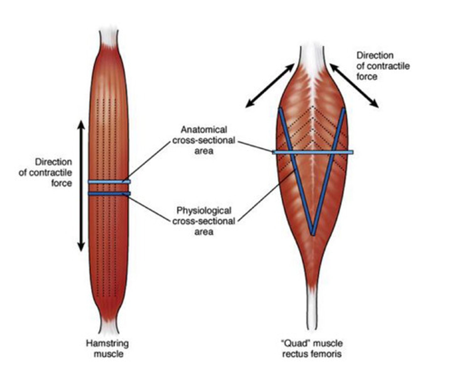 <p>-the greater the muscle CSA, the more actin and myosin cross-bridging</p><p>-bigger/wider/larger muscle= stronger muscle (has the potential to produce more force)</p>
