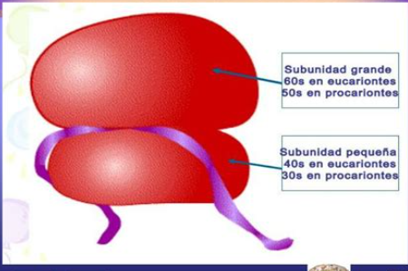 <p>Dos subunidades (grande y pequeña) compuestas por rRNA y proteínas.</p>