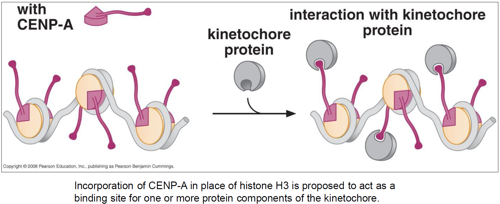 <p>CENP-A</p>