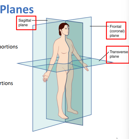 <ul><li><p>frontal plane</p><ul><li><p>anterior and posterior portions</p></li></ul></li><li><p>sagittal plane</p><ul><li><p>right and left sides</p></li></ul></li><li><p>transverse plane</p><ul><li><p>superior and inferior portions</p></li></ul></li></ul><p></p>