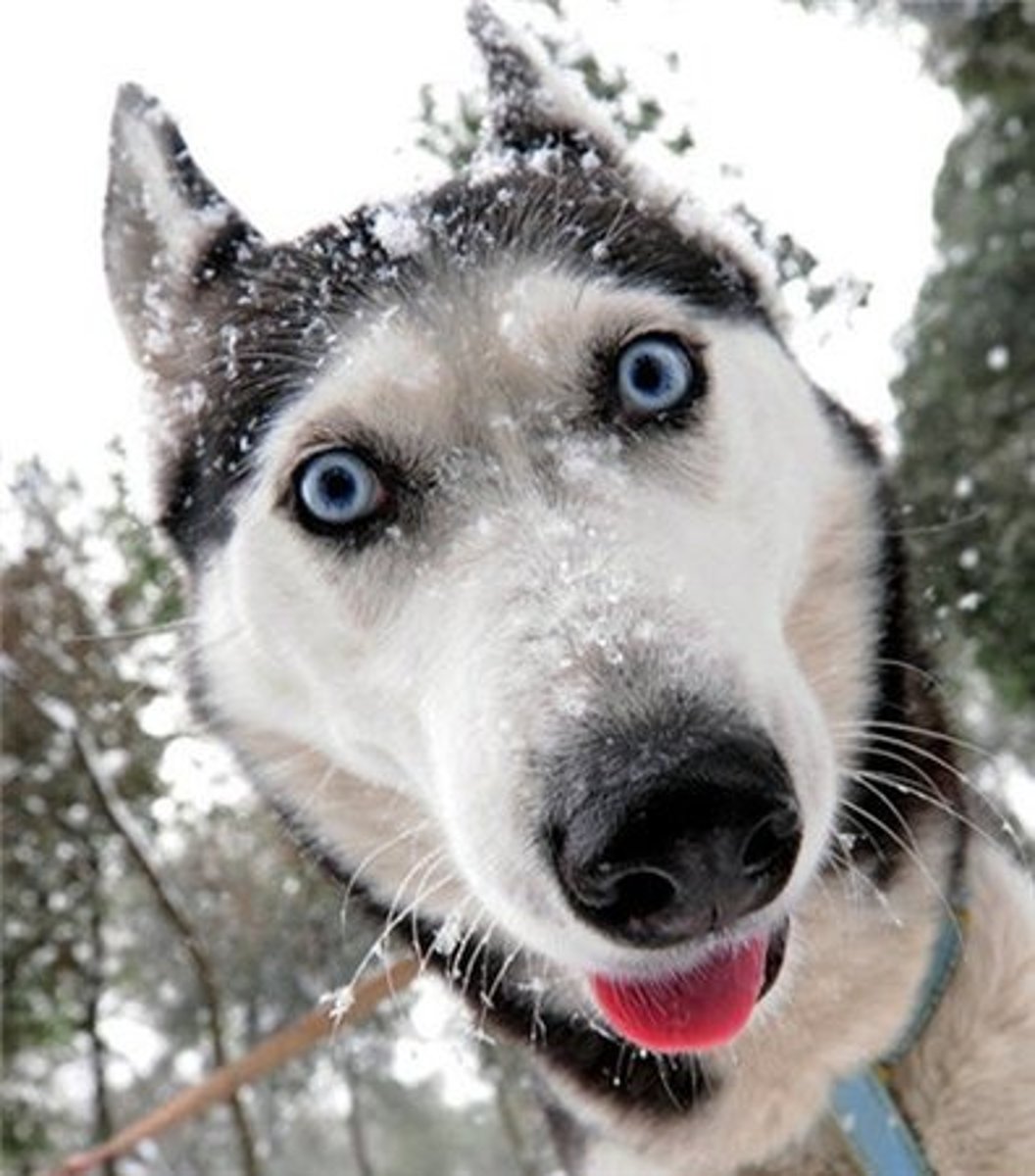 <p>dog</p>