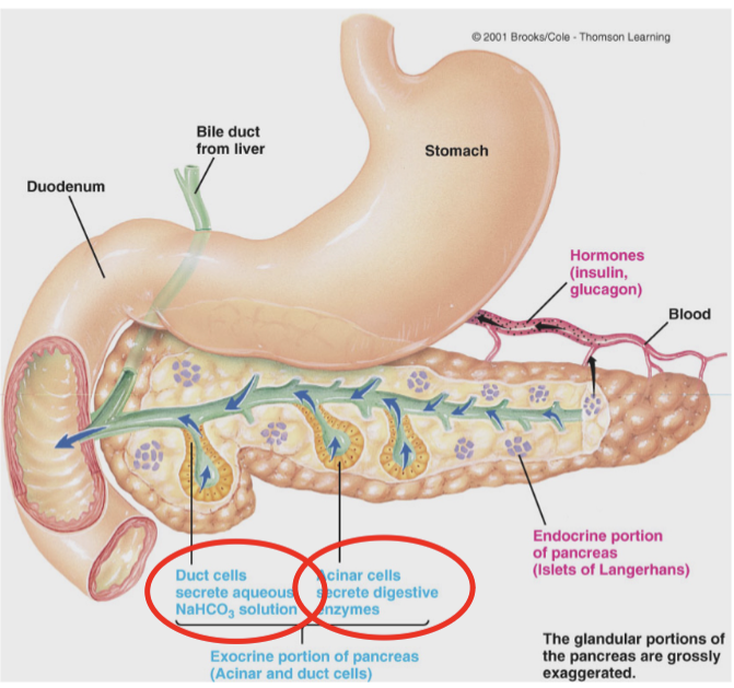 <p><span style="color: rgb(255, 255, 255);"><span>located dorsal and caudal to the stomach and is a mixed gland that contains both endocrine and exocrine tissue</span></span></p>