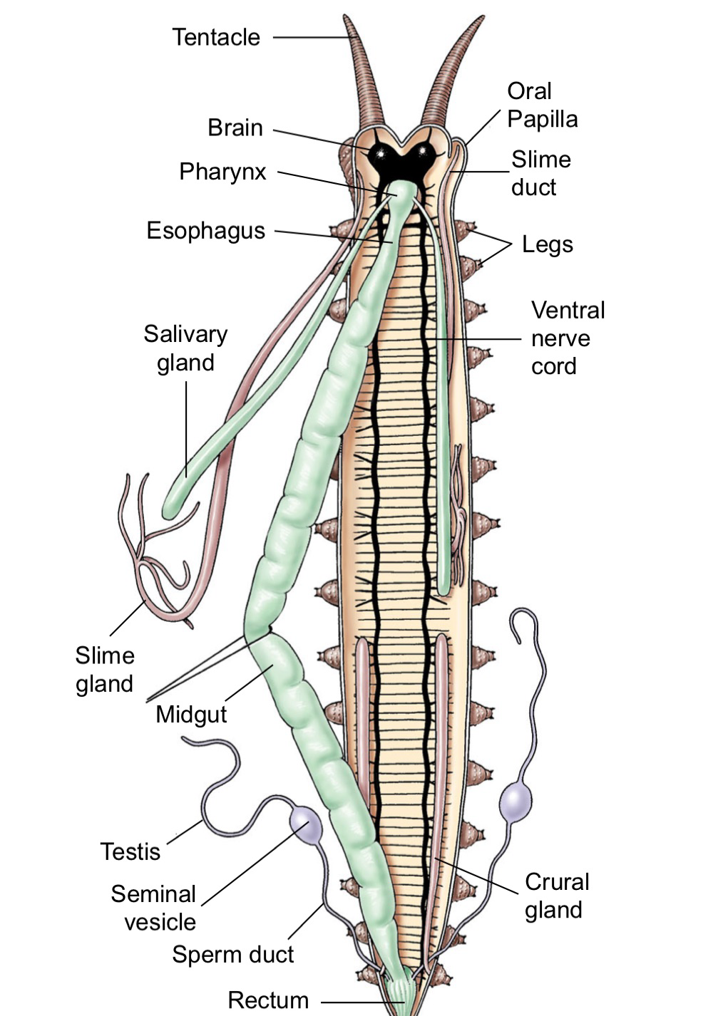 <p><em>velvet worms </em>bc of tubercules. Predator on insects, snails, worms in tropical or temperate environments. Has pair of <strong>antennae </strong>with <strong>eye</strong> at the base of each. claw like <strong>mandibles/jaws &amp; dorsal tooth</strong> rip into prey after <strong>oral papillae </strong>makes and shoots <strong>slime </strong>to stick them, then enzymes liquify them. </p><p>pair of stubby legs with <strong>claws </strong>per segment and crawl via <strong>puristasis</strong> (lifting leg and moving forward until wave reaches segment)</p><p>muscular body wall + segments + metanephridia in every segment like annelids </p>