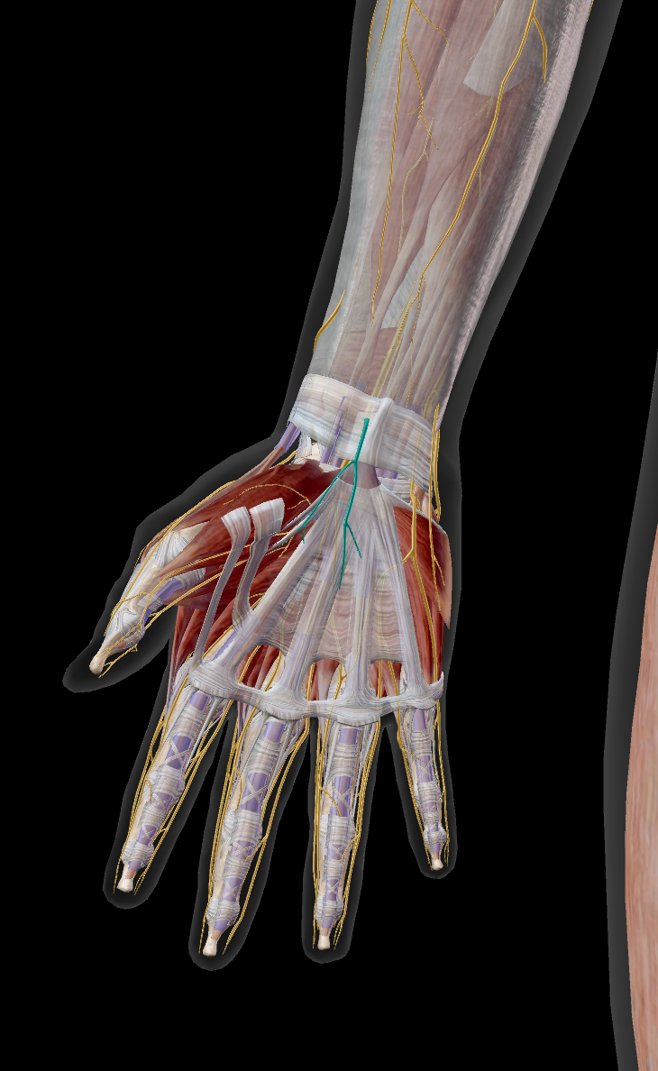 <p>M palmaris brevis / sensitif peau palmaire surface du petit doigt et moitié médiale de l’annulaire</p>