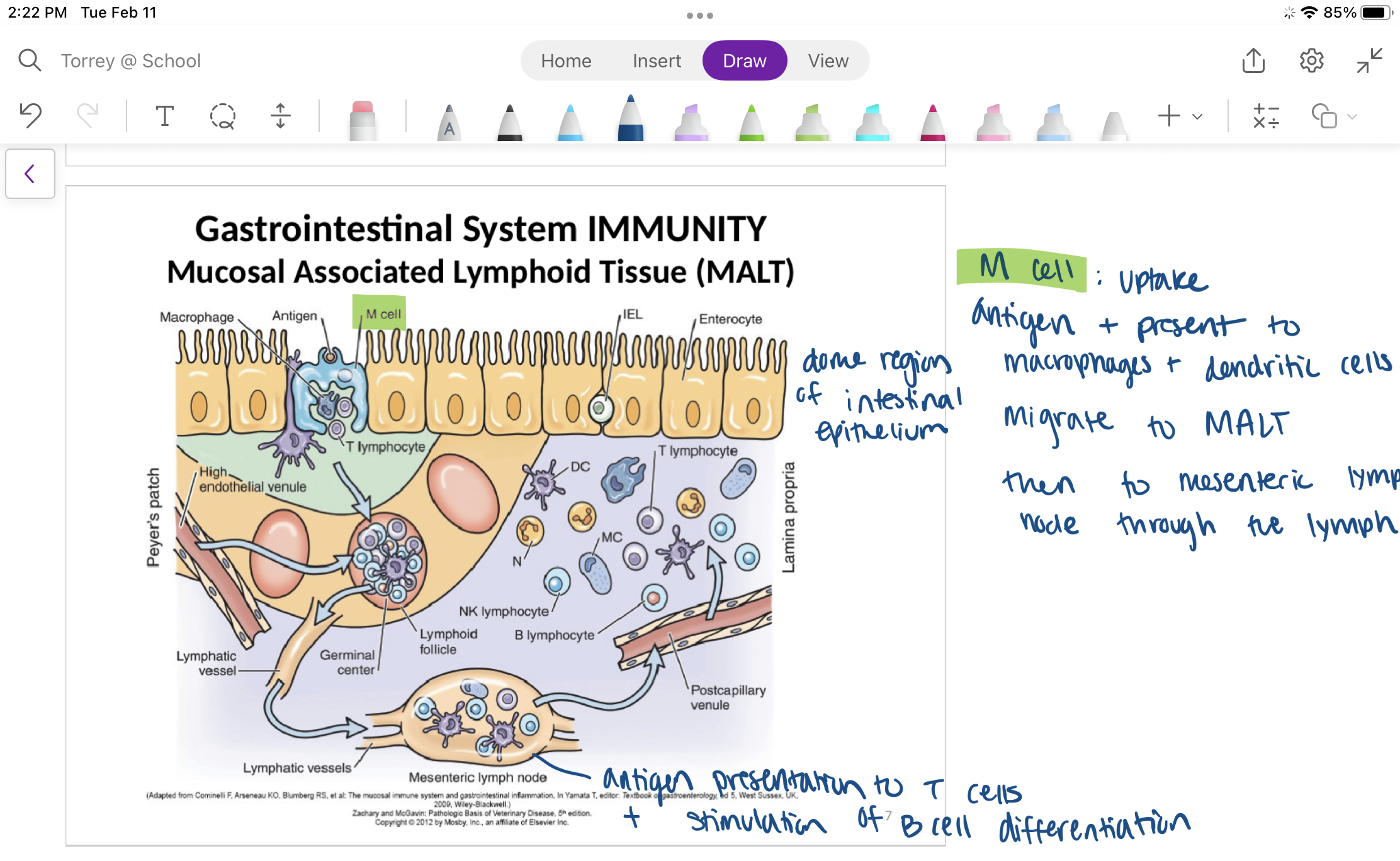 <p>M cell in the mucosa overlying MALT takes up an antigen and presets it to macrophages and dendritic cells</p><p>These cells migrate to MALT/Peyer’s patch</p><p>Then through lymphatic vessel to mesenteric lymph nodes</p><p>Here antigens are presented to T-cells and they are activated, then B-cells are stimulated to proliferate and differentiate</p><p>Antibodies are produced and secreted through the intestinal epithelium</p>