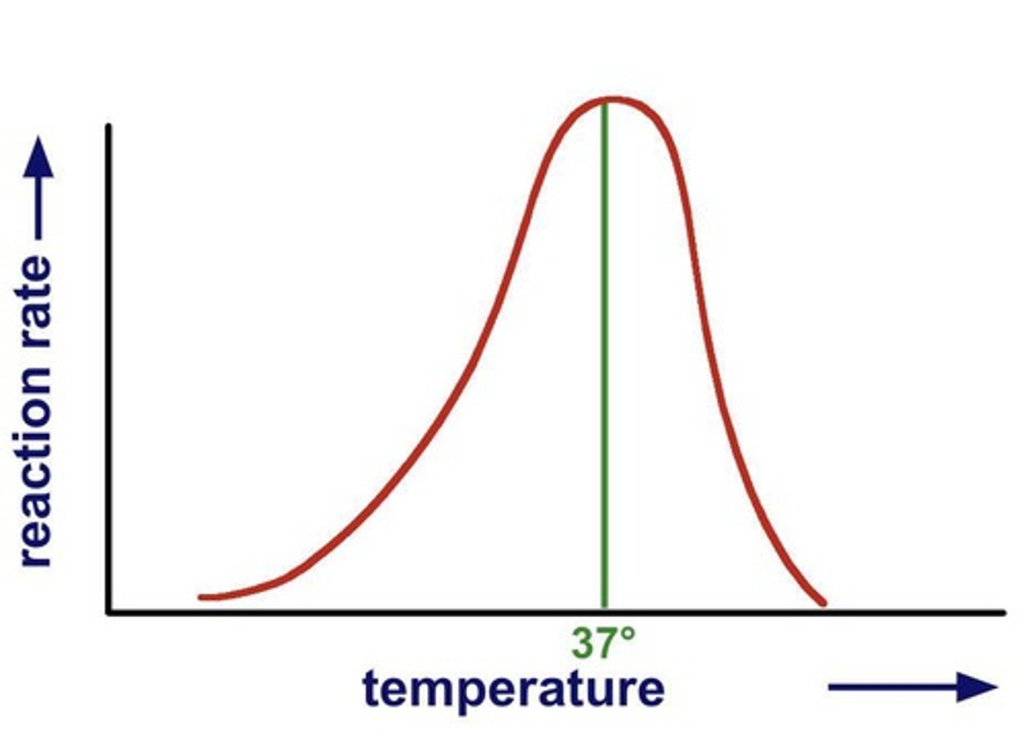 <p>Temperature for maximum enzyme activity.</p>