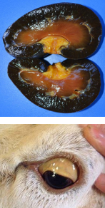 <p><span>Copper Toxicosis in Goats</span></p>