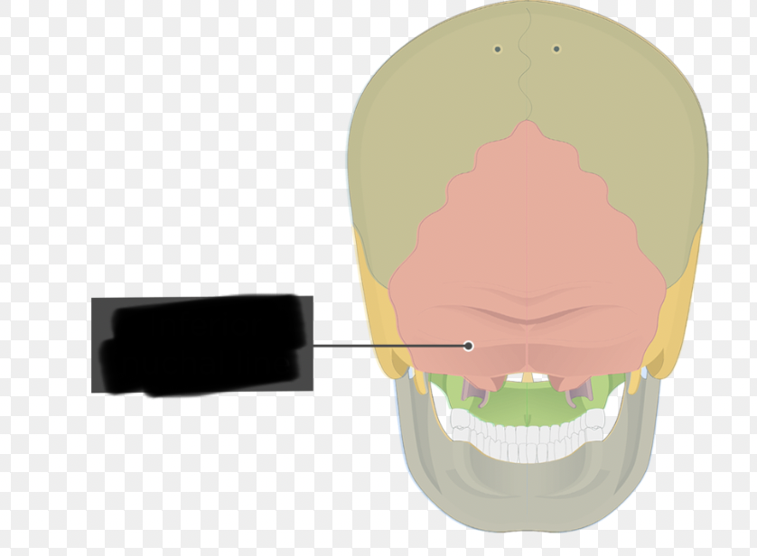 <p>inconspicuous ridge spanning laterally; located below superior nuchal line</p>