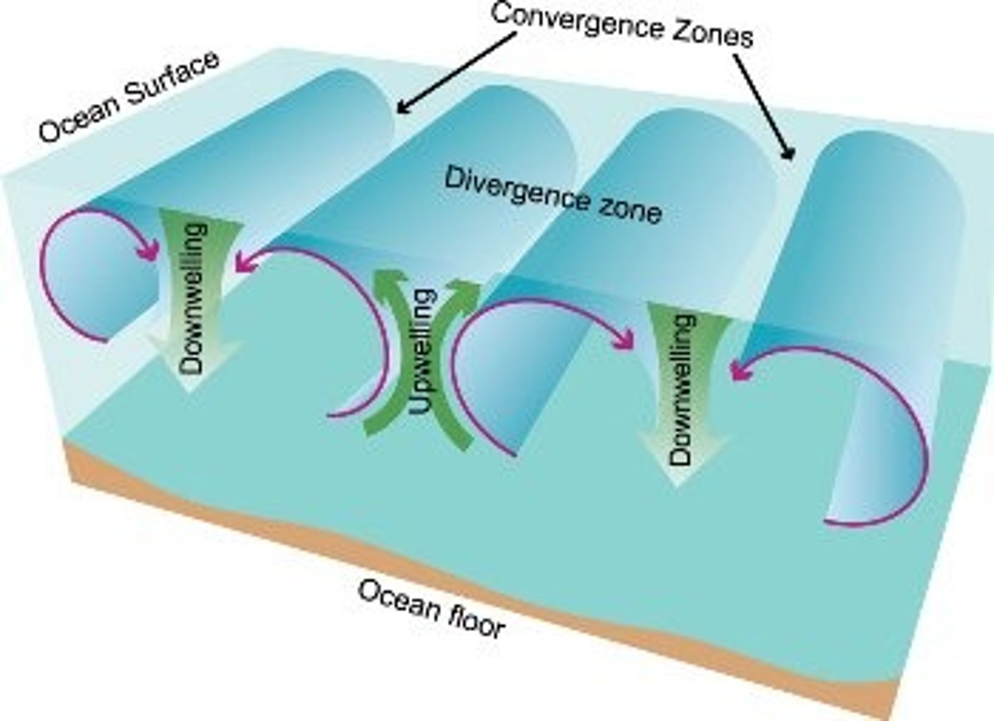 <p>The movement of deep, cold, and nutrient-rich water to the surface</p>