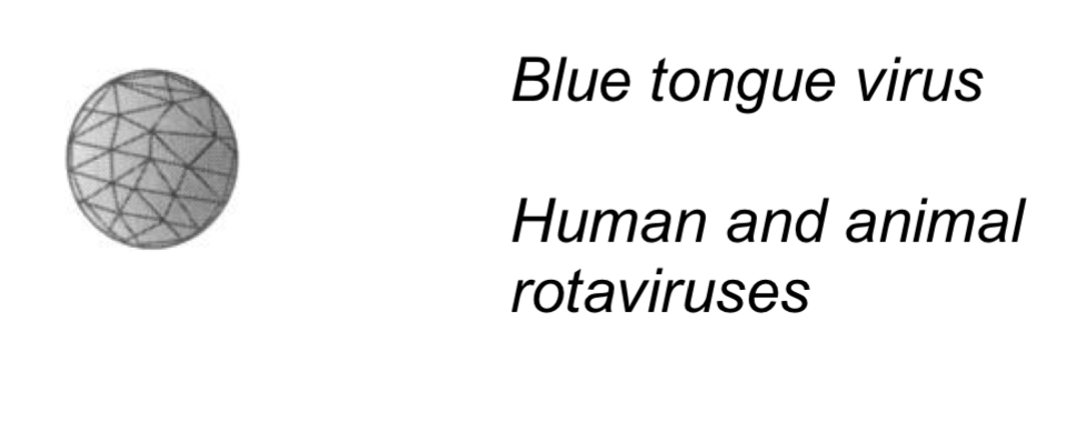 <p>-Icosahedral virion </p><p>-60-80nm</p><p>-No envelope&nbsp;</p><p>-10-11 RNA segments&nbsp;</p><p>-Virion transcriptase&nbsp;</p><p></p><p>-Catarrhal fever of sheep (blue tongue virus)</p><p></p><p>-Acute infantile gastroenteritis (human and animal rotavirus)</p>