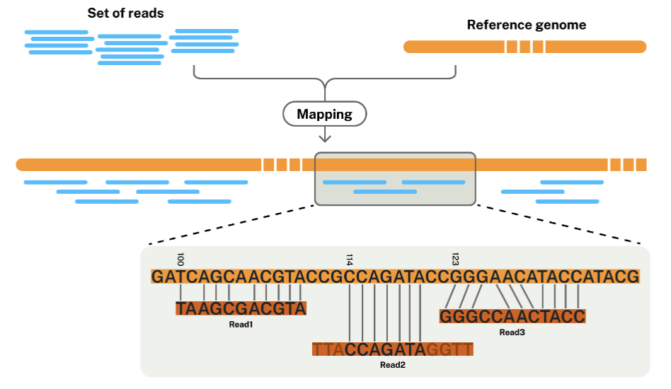 <ul><li><p><u>Reference genome</u>: a digital nucleic acid sequence database, assembled by scientists as a representative example of the set of genes in one idealized individual organism of a species.</p></li><li><p>The reference genome provides a consensus sequence (coordinates) to which individuals’ data can be compared.</p></li><li><p>Reference genome examples:</p><ul><li><p>hg19 (GRCh37.xx).</p></li><li><p>hg38 (GRCh38.xx).</p></li><li><p>HOW DO YOU KNOW WHICH ONE TO CHOOSE???</p></li></ul></li></ul><p></p>