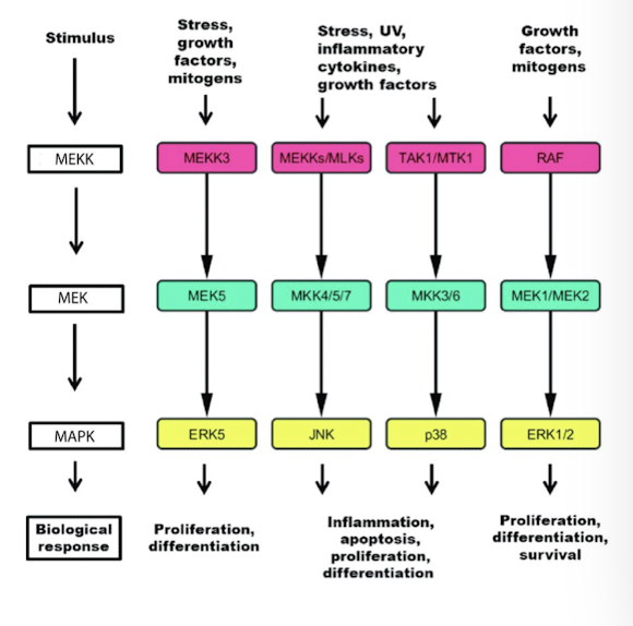 <p>A series of three kinases that consecutively phosphorylate and activate the next kinase in the cascade</p><p>consist of three <strong>serine/ threonine kinases </strong>activated downstream of the receptor </p><ul><li><p><strong>MEKK </strong></p></li><li><p><strong>MEK </strong></p></li><li><p><strong>MAP Kinase </strong></p><ul><li><p>terminal MAPK phosphorylates and activates several cytoplasmic enzymes that perform an immediate response </p></li><li><p>it translocates into the nucleus and phosphorylates specific transcription factors that regulate expression of genes needed for the response. </p></li></ul></li></ul><p>they phosphorylate each other in that order </p><p></p>