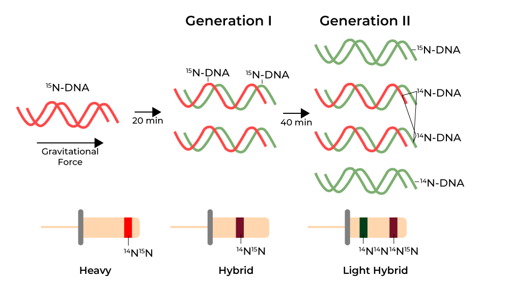 <ul><li><p>All parental DNA labeled with <sup>15</sup>N → saw single heavy density band</p></li><li><p>Allowed to replicate in <sup>14</sup>N medium → saw single hybrid density band</p></li><li><p>Allowed to replicate again in <sup>14</sup>N medium → saw one hybrid density band, and one light density band</p></li><li><p>Concluded that DNA replication is semi-conservative</p></li></ul><p></p>
