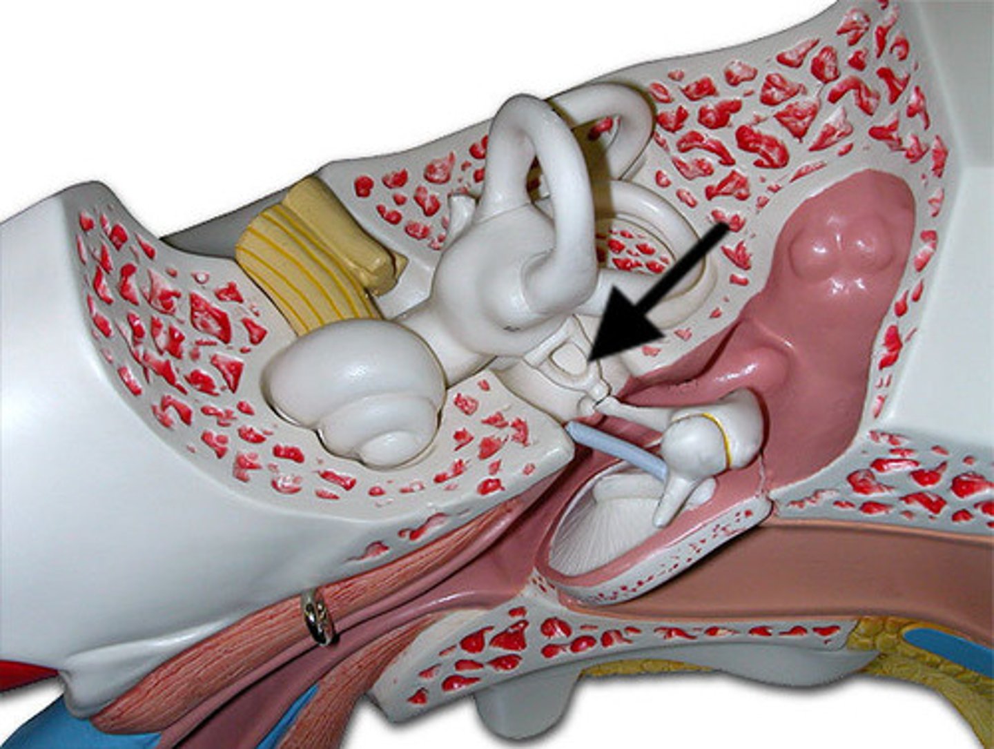 <p>stirrup; last of the three auditory ossicles of the middle ear</p>