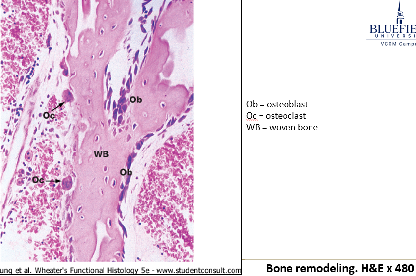 <p>The constant remodeling process that includes both growth and reabsorption.</p>