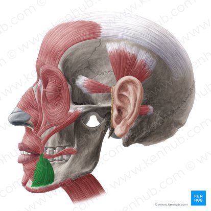 <p>lowers corners of mouth/depresses the corner of mouth</p>
